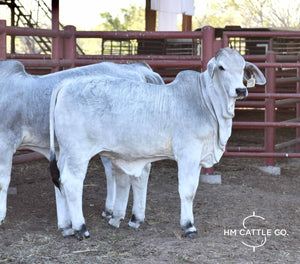 Miss HMC Polled 256/1 (S)