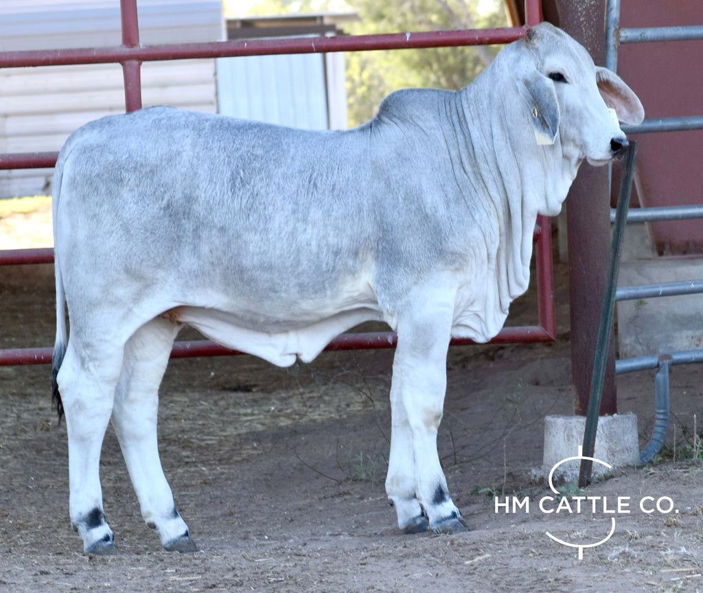 Miss HMC Polled 257/1 (S)