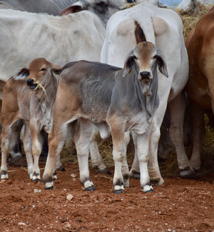 Pick of Natural Heifer Calves