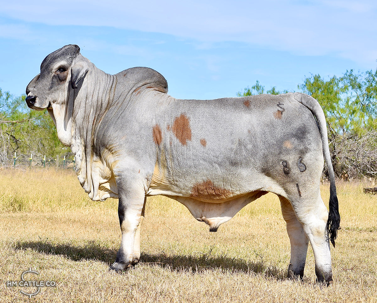 Pick of Natural Heifer Calves