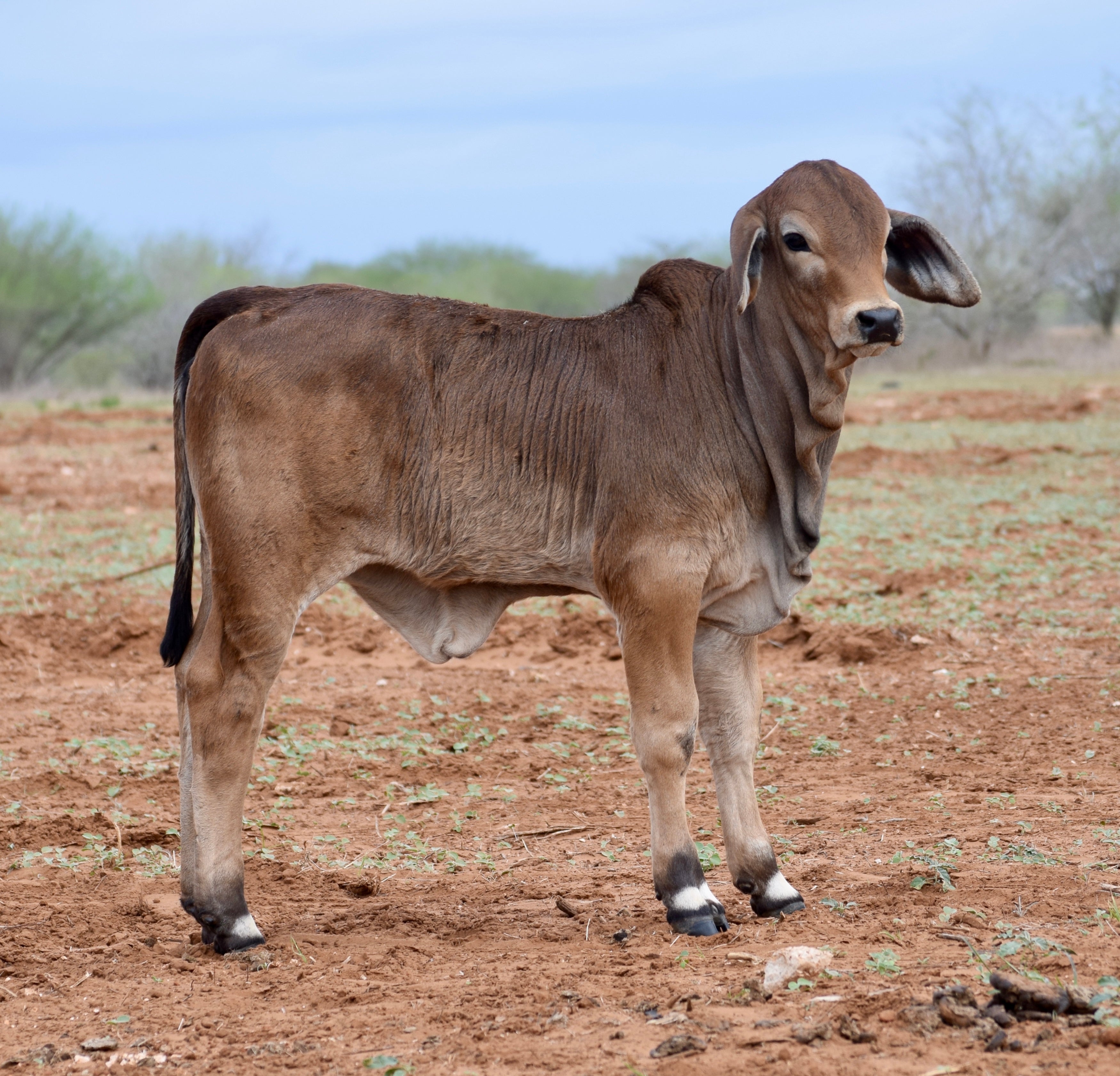 Pick of Natural Heifer Calves