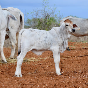 Pick of Natural Heifer Calves