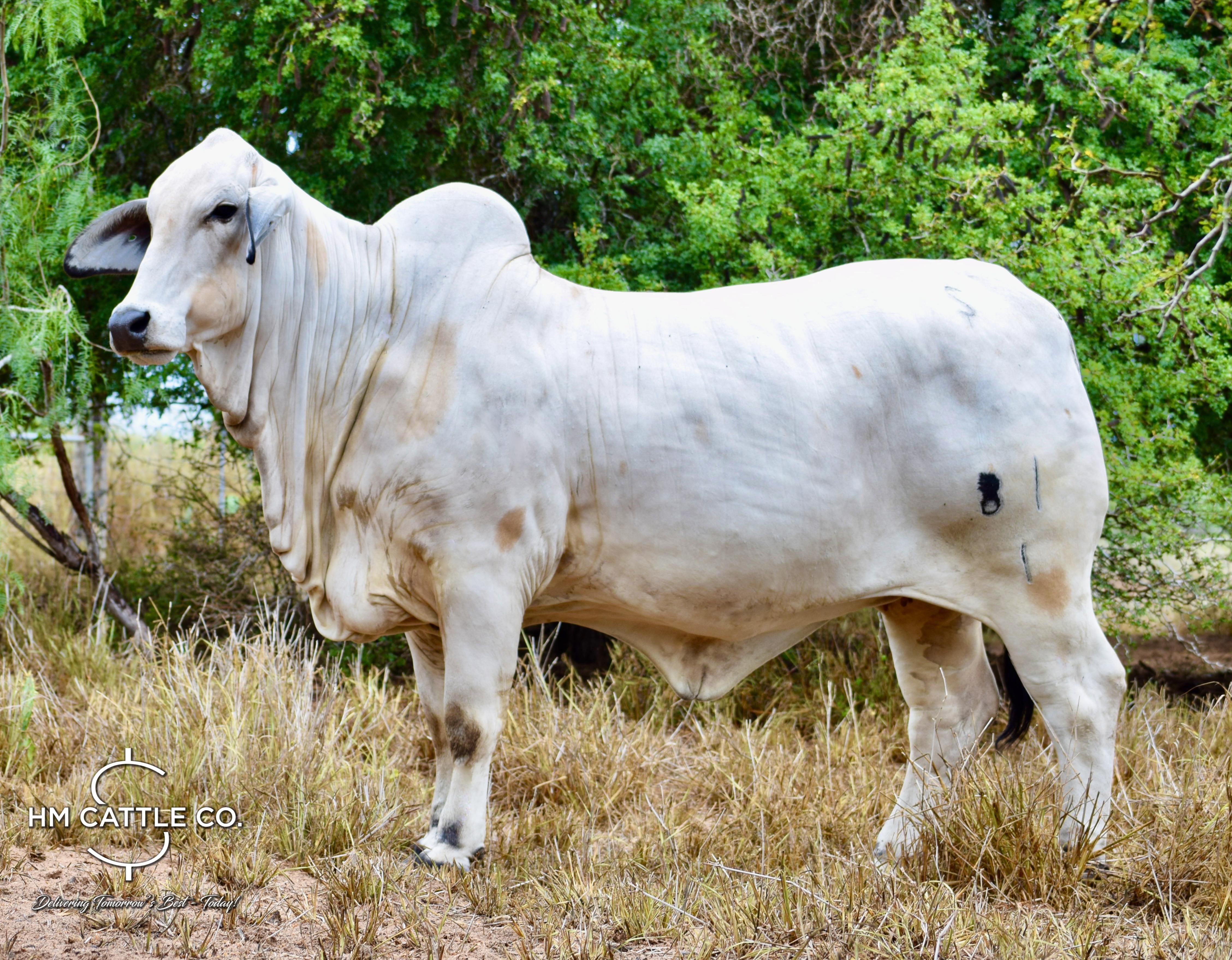 Package of 3 Sexed Female Embryos - Mr. HMC Polled 44/1 (P) “Magnum” x Miss HMC Polled 81/1 (P)