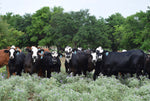 35 Red and Black Baldy Open Replacement Heifers