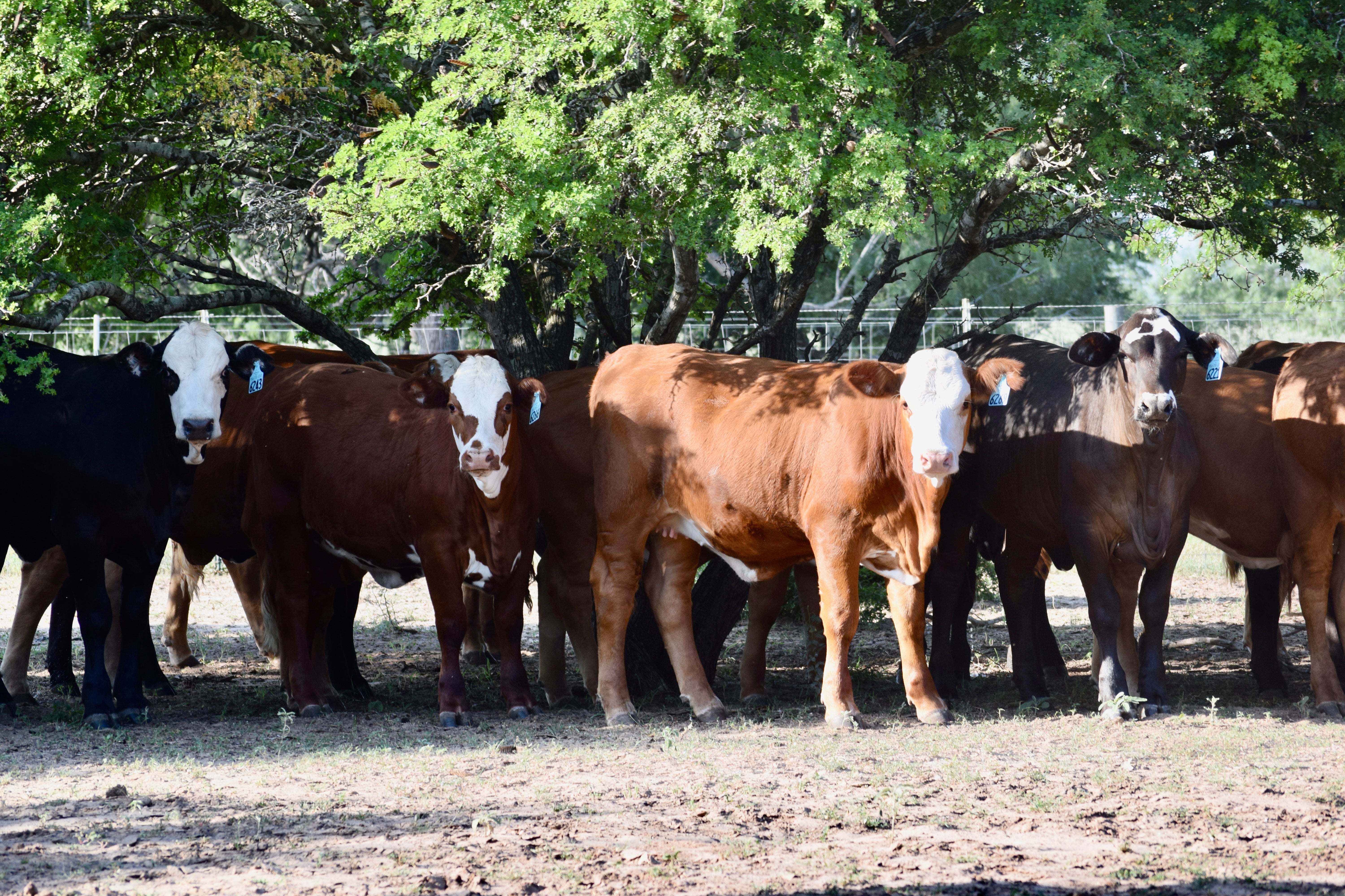 23 Red and Black Baldy Open Replacement Heifers