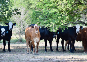 23 Red and Black Baldy Open Replacement Heifers