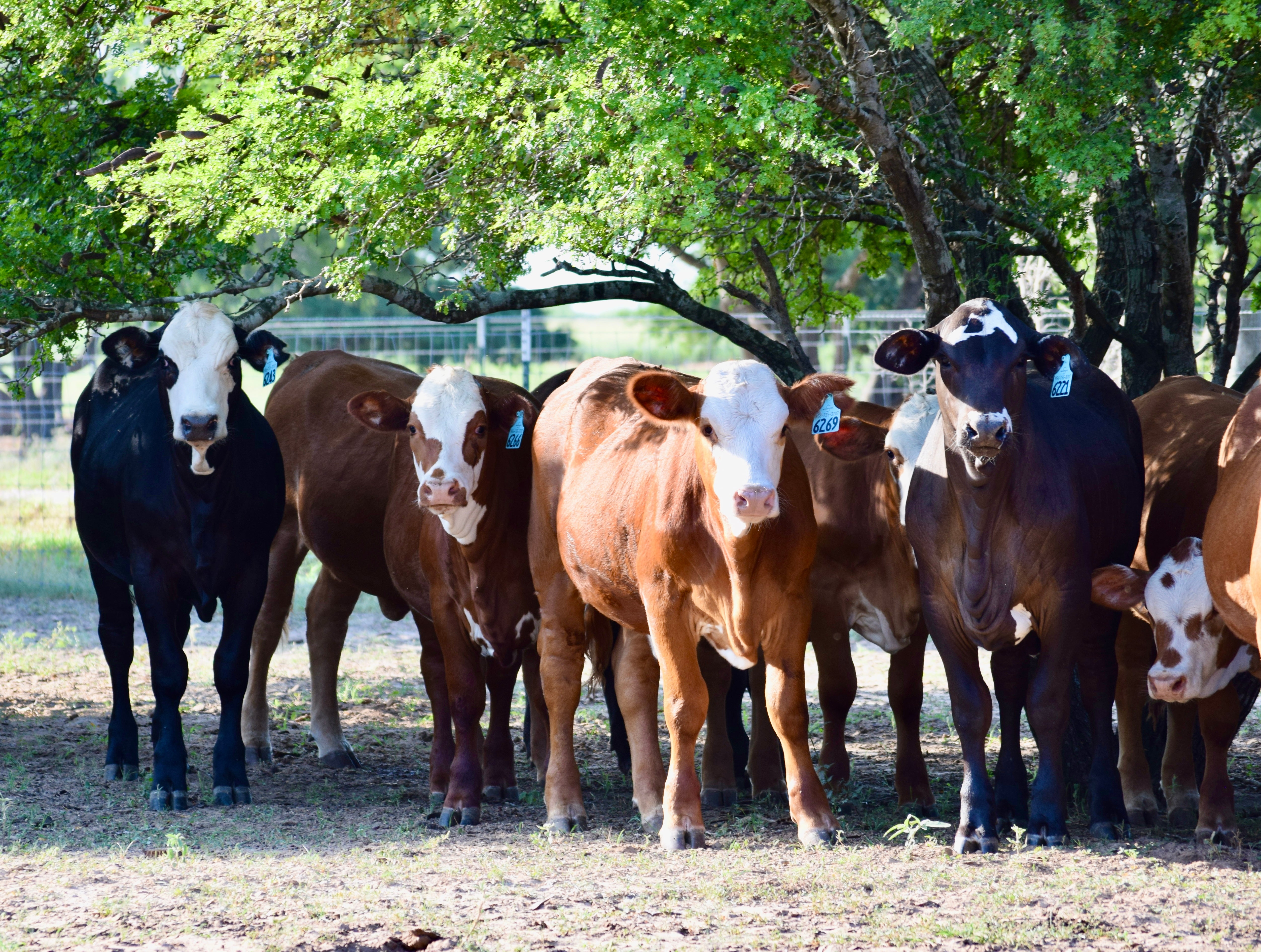 23 Red and Black Baldy Open Replacement Heifers