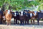 23 Red and Black Baldy Open Replacement Heifers