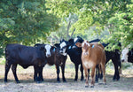 23 Red and Black Baldy Open Replacement Heifers