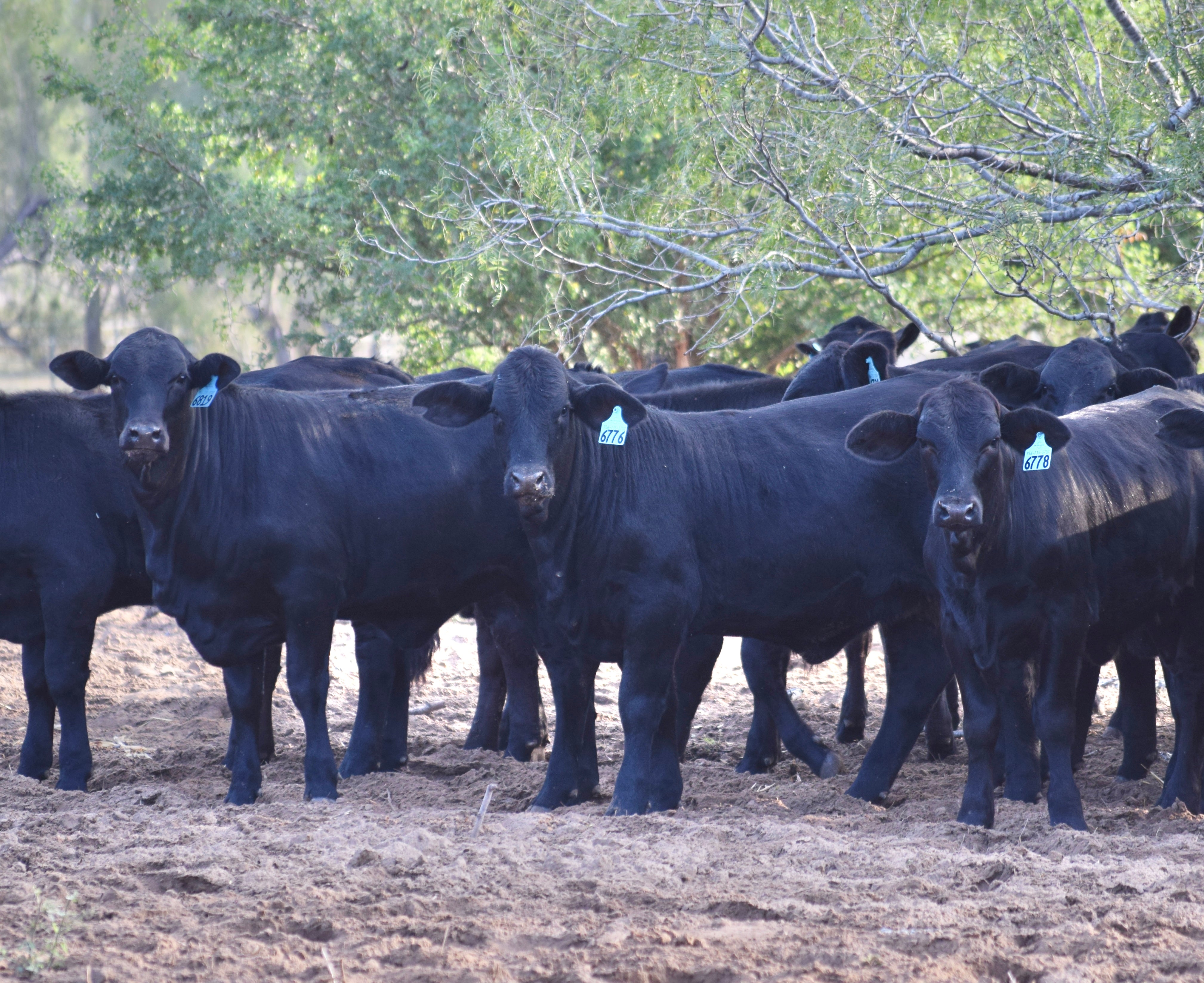 165 Brangus Open Replacement Heifers