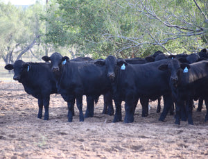 165 Brangus Open Replacement Heifers