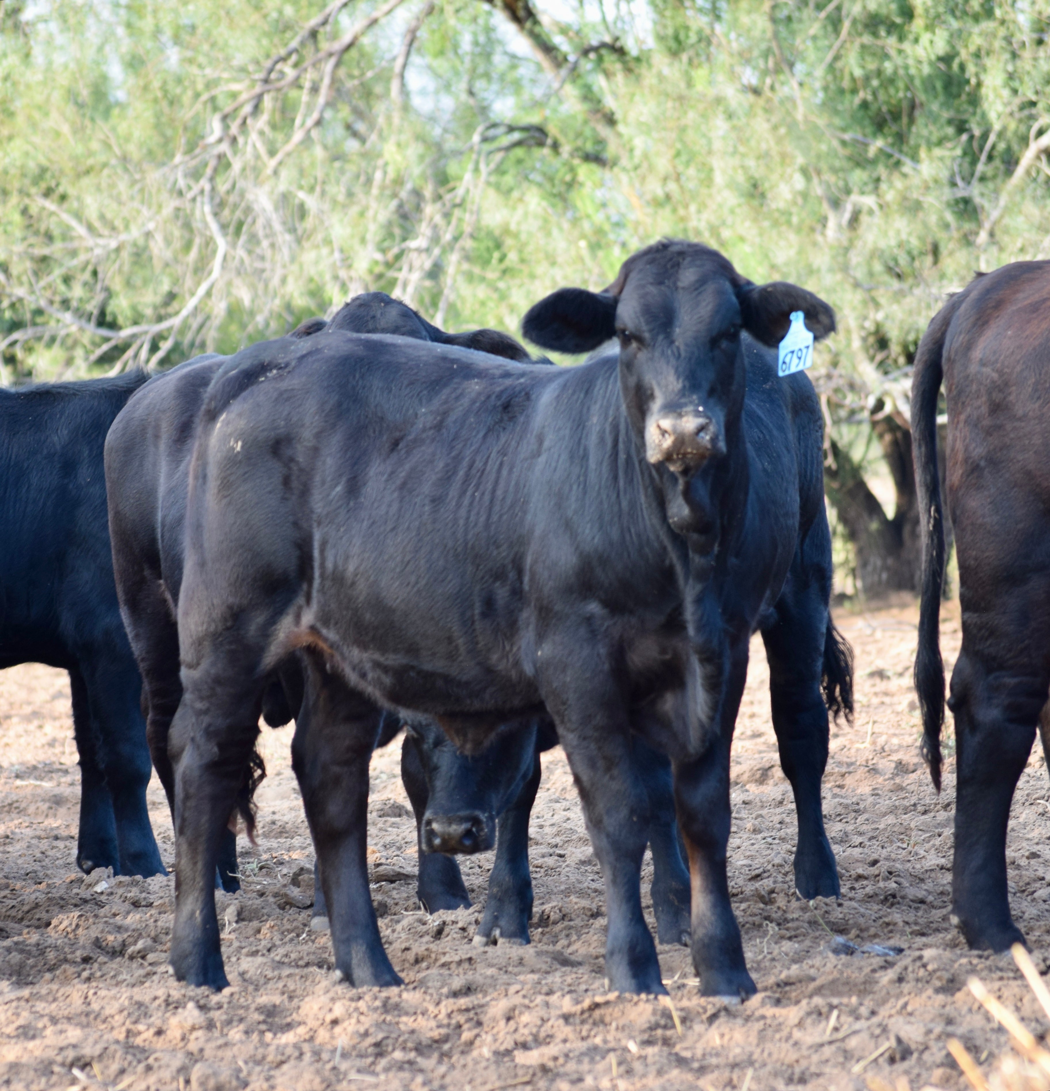 165 Brangus Open Replacement Heifers