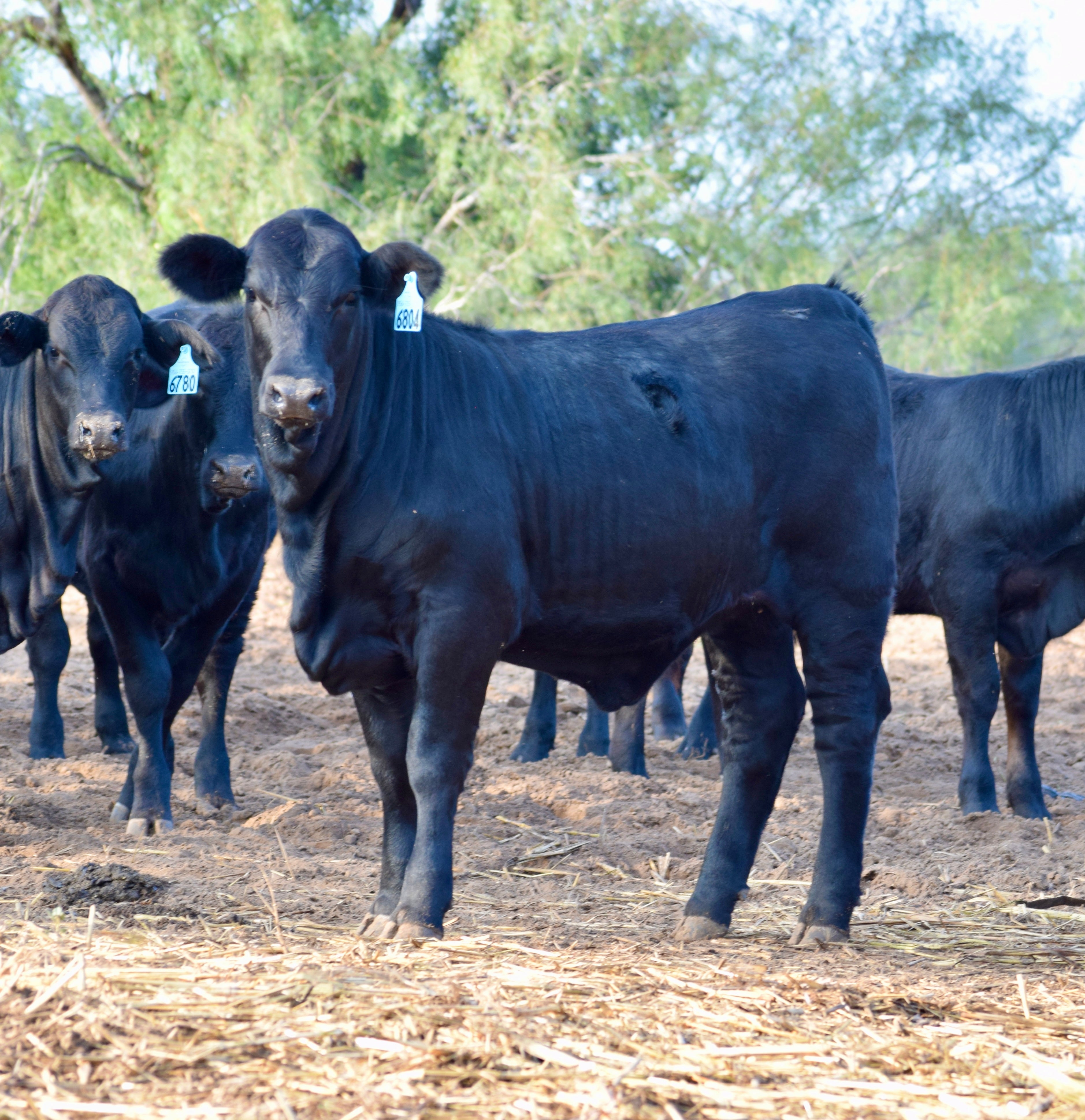 165 Brangus Open Replacement Heifers