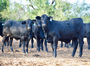 165 Brangus Open Replacement Heifers