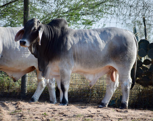 Mr. HMC Polled 203/1 (P)