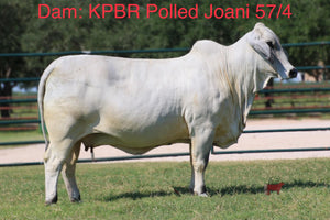 Mr. HMC Polled 89/1 (P)