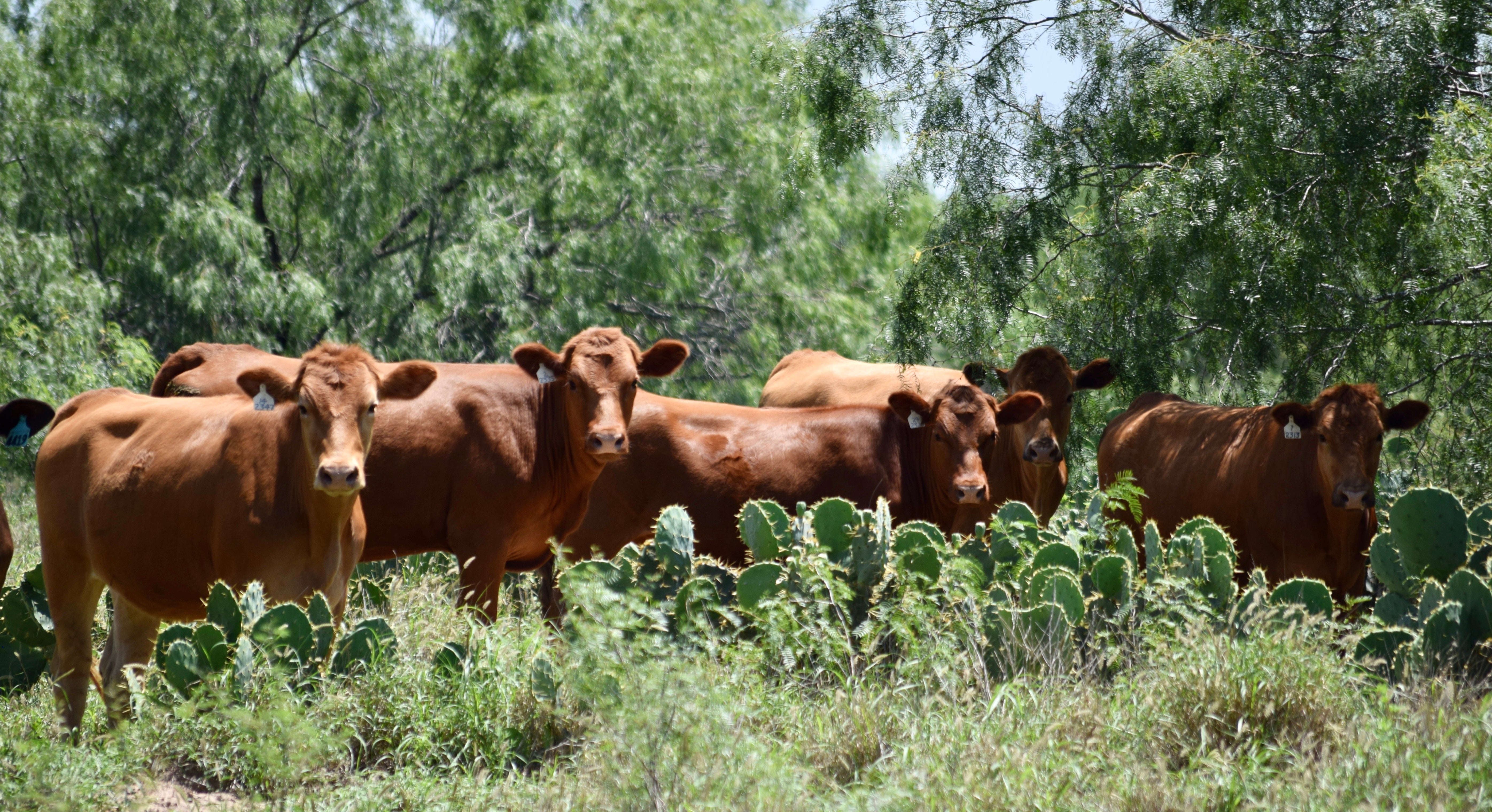 20 Registered Red Wagyu x Registered Red Angus Heifers