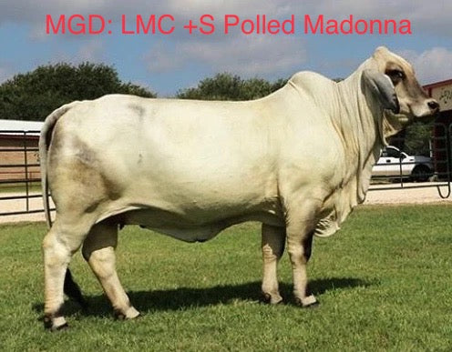 Mr. HMC Polled 89/1 (P)