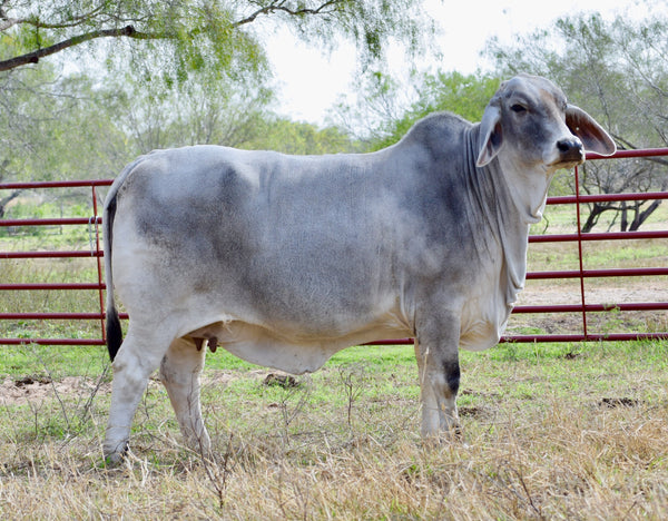 Package of 3 Sexed Female Embryos - LMC LN Polled Pappo (P) x Miss SRS  Polled Katie 161/4 (P)